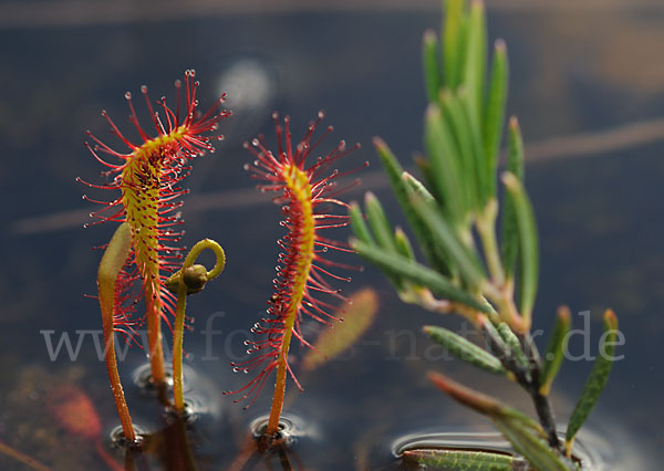 Langblättriger Sonnentau (Drosera longifolia)