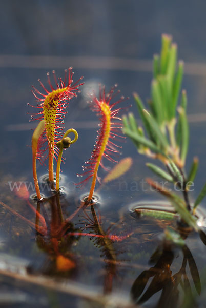 Langblättriger Sonnentau (Drosera longifolia)