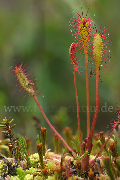 Langblättriger Sonnentau (Drosera longifolia)