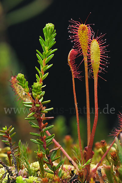 Langblättriger Sonnentau (Drosera longifolia)