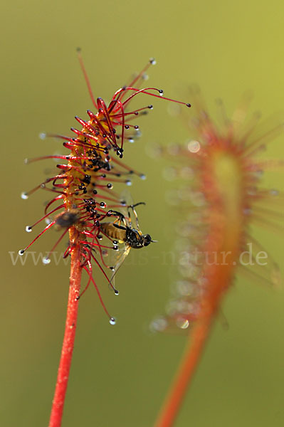 Langblättriger Sonnentau (Drosera longifolia)