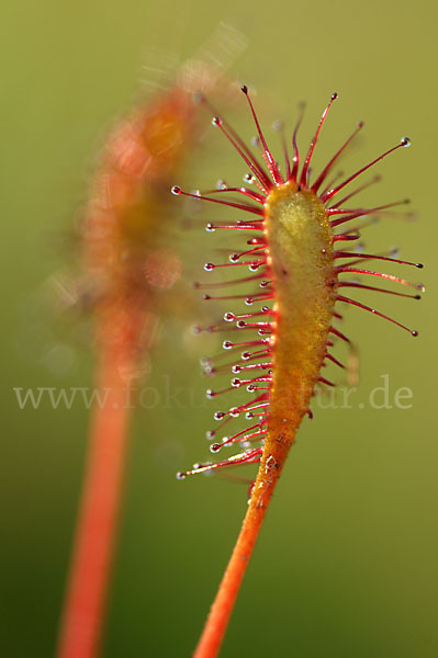 Langblättriger Sonnentau (Drosera longifolia)