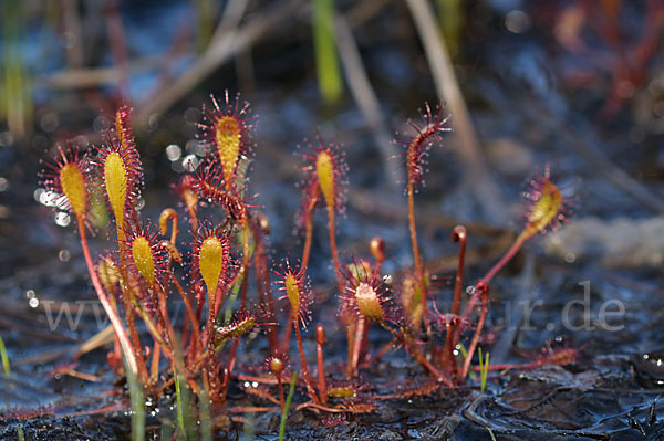 Langblättriger Sonnentau (Drosera longifolia)