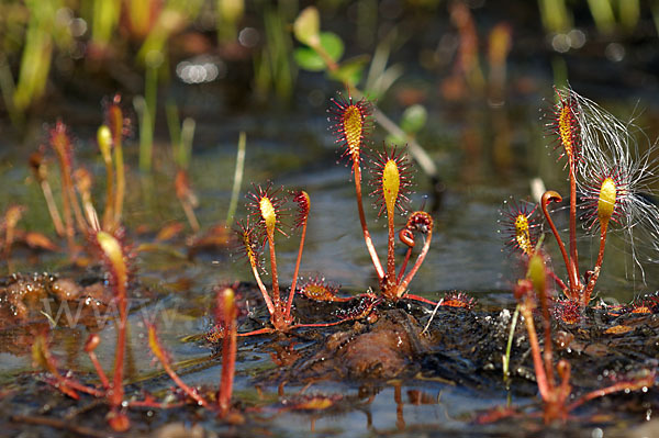 Langblättriger Sonnentau (Drosera longifolia)