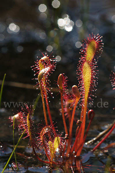 Langblättriger Sonnentau (Drosera longifolia)