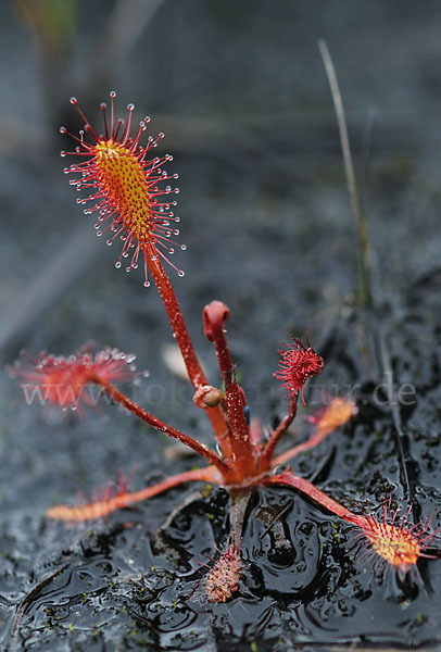 Langblättriger Sonnentau (Drosera longifolia)