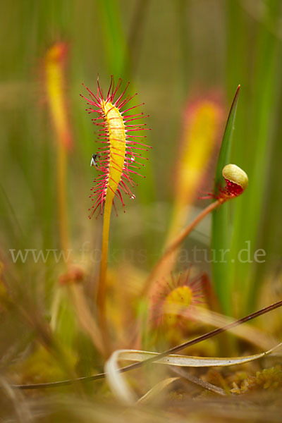 Langblättriger Sonnentau (Drosera longifolia)