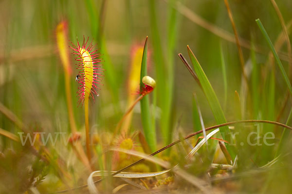 Langblättriger Sonnentau (Drosera longifolia)