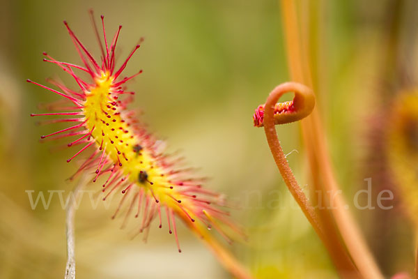 Langblättriger Sonnentau (Drosera longifolia)