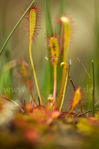 Langblättriger Sonnentau (Drosera longifolia)