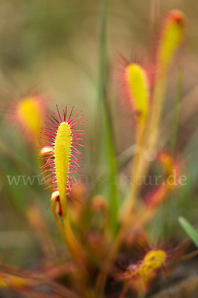 Langblättriger Sonnentau (Drosera longifolia)