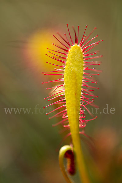 Langblättriger Sonnentau (Drosera longifolia)