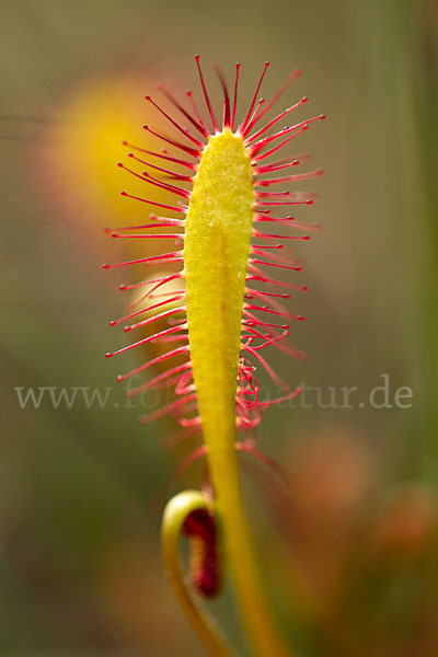 Langblättriger Sonnentau (Drosera longifolia)