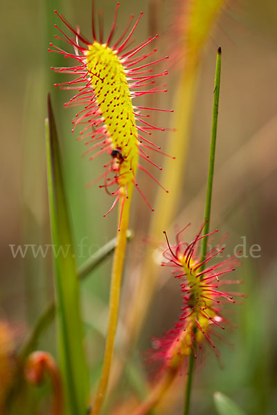 Langblättriger Sonnentau (Drosera longifolia)