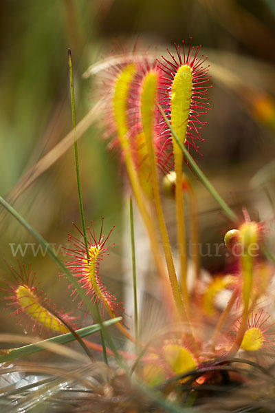 Langblättriger Sonnentau (Drosera longifolia)