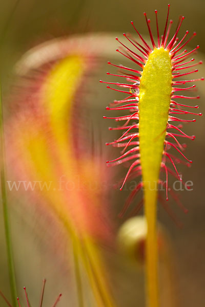 Langblättriger Sonnentau (Drosera longifolia)