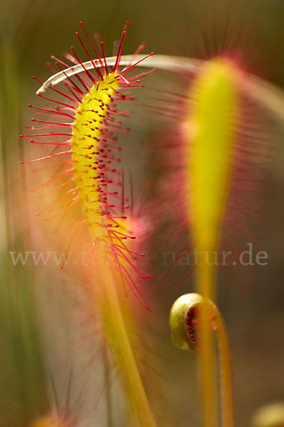 Langblättriger Sonnentau (Drosera longifolia)