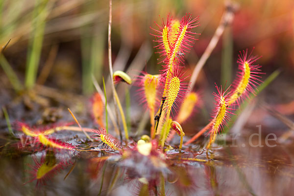 Langblättriger Sonnentau (Drosera longifolia)