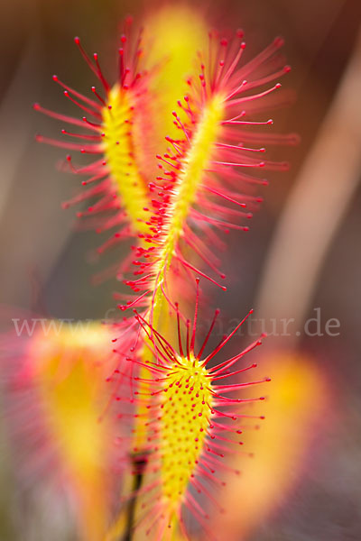 Langblättriger Sonnentau (Drosera longifolia)