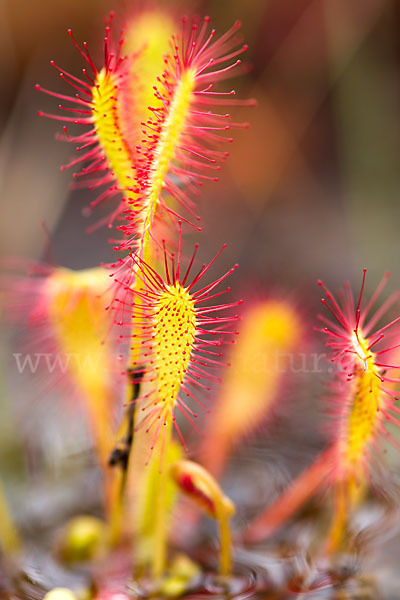 Langblättriger Sonnentau (Drosera longifolia)