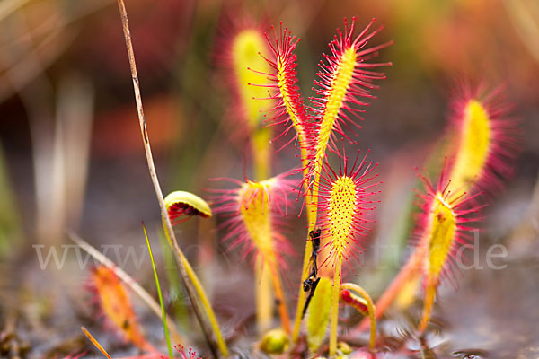 Langblättriger Sonnentau (Drosera longifolia)