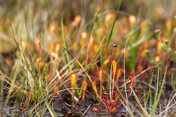 Langblättriger Sonnentau (Drosera longifolia)