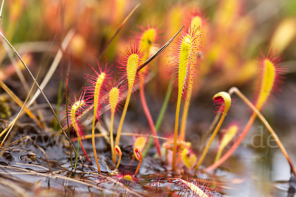 Langblättriger Sonnentau (Drosera longifolia)