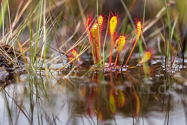 Langblättriger Sonnentau (Drosera longifolia)