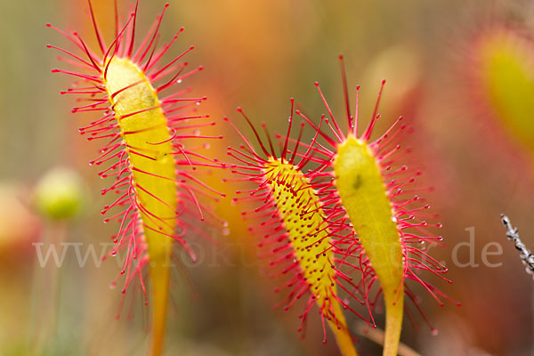 Langblättriger Sonnentau (Drosera longifolia)