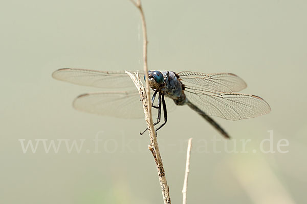 Langer Blaupfeil (Orthetrum trinacria)