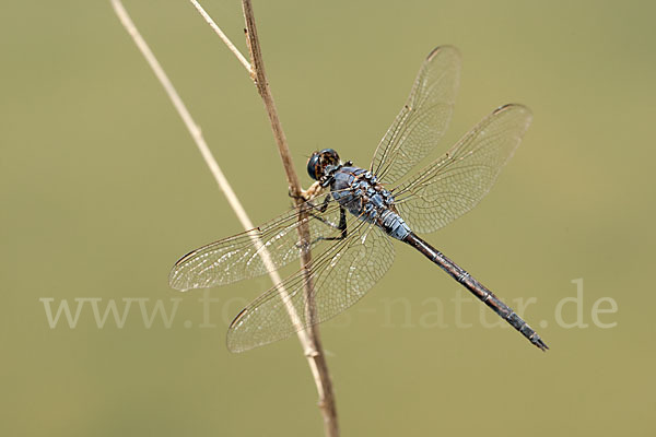 Langer Blaupfeil (Orthetrum trinacria)