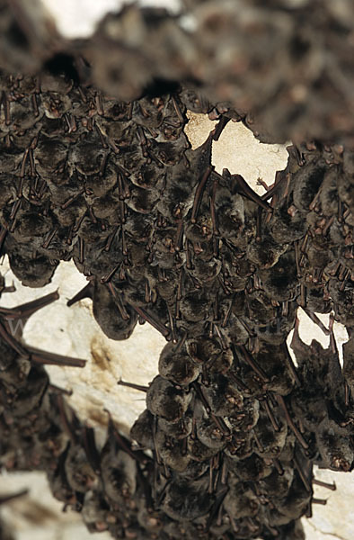 Langflügelfledermaus (Miniopterus schreibersi)