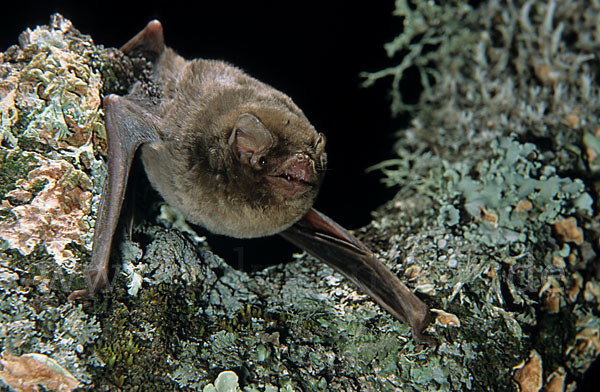 Langflügelfledermaus (Miniopterus schreibersi)