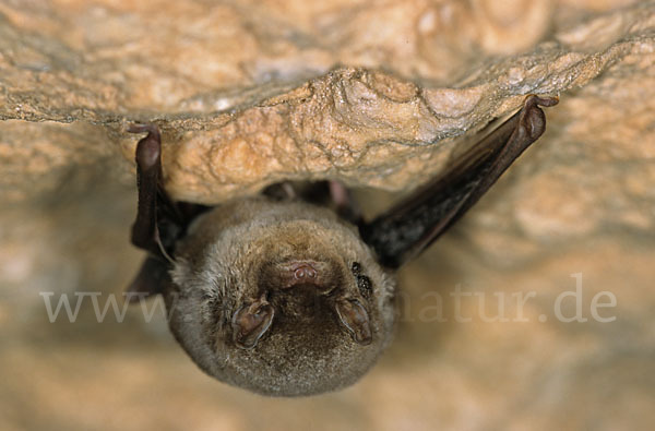 Langflügelfledermaus (Miniopterus schreibersi)