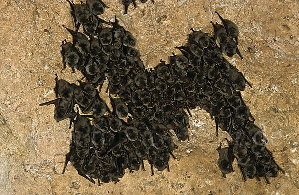 Langflügelfledermaus (Miniopterus schreibersi)