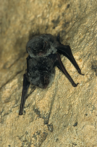 Langflügelfledermaus (Miniopterus schreibersi)