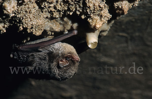 Langflügelfledermaus (Miniopterus schreibersi)