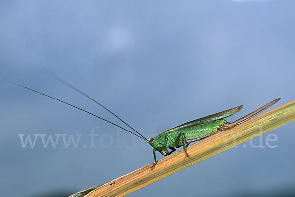 Langflügelige Schwertschrecke (Conocephalus discolor)