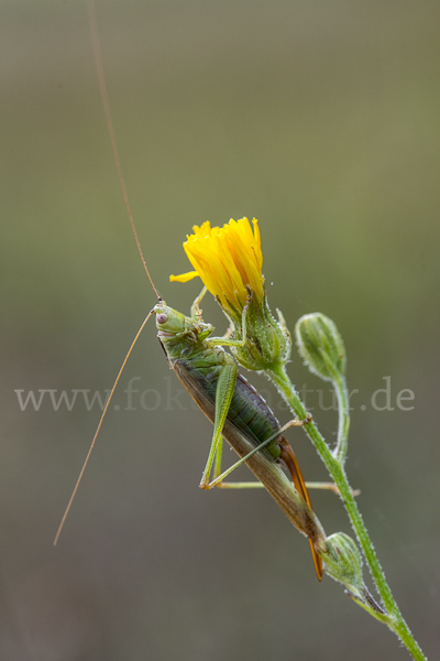 Langflügelige Schwertschrecke (Conocephalus fuscus)