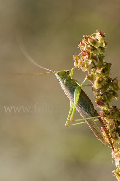 Langflügelige Schwertschrecke (Conocephalus fuscus)