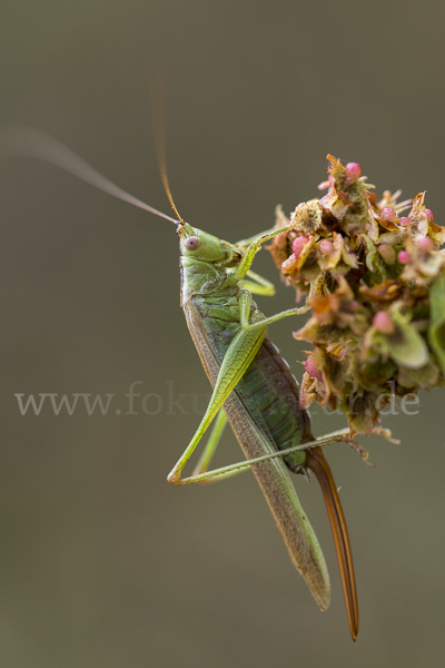 Langflügelige Schwertschrecke (Conocephalus fuscus)