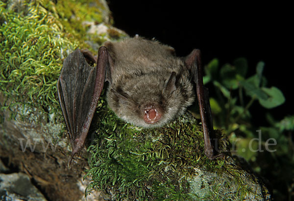 Langfußfledermaus (Myotis capaccinii)