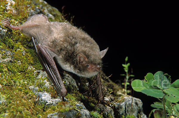 Langfußfledermaus (Myotis capaccinii)