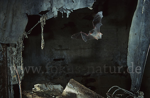 Langfußfledermaus (Myotis capaccinii)