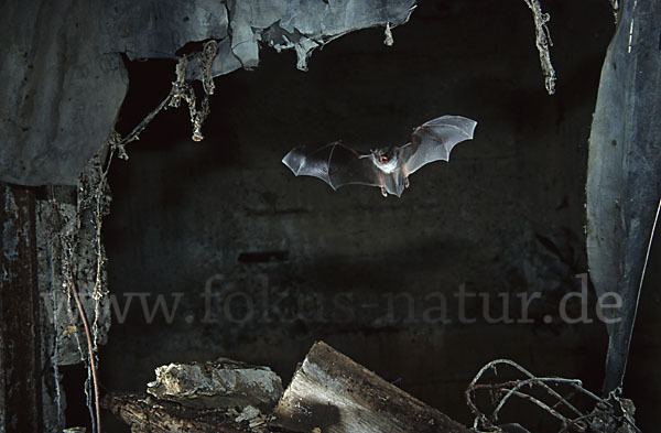 Langfußfledermaus (Myotis capaccinii)