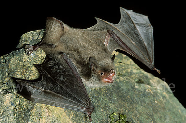 Langfußfledermaus (Myotis capaccinii)