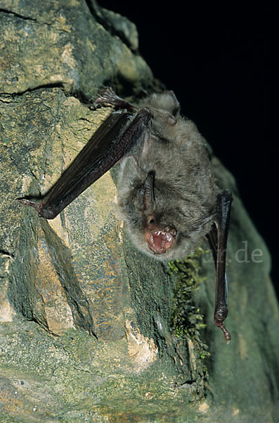 Langfußfledermaus (Myotis capaccinii)