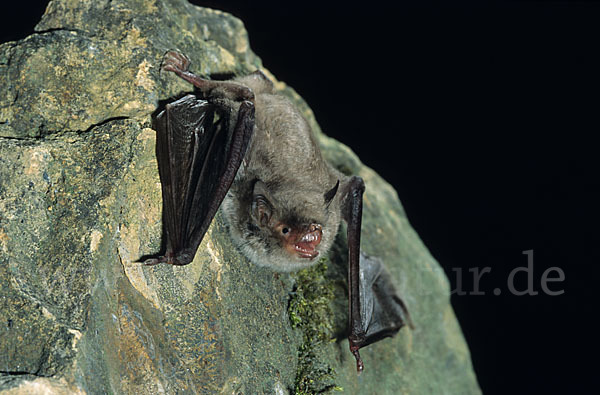 Langfußfledermaus (Myotis capaccinii)