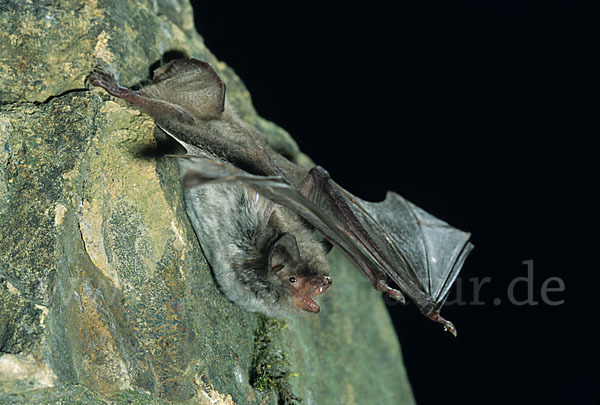 Langfußfledermaus (Myotis capaccinii)