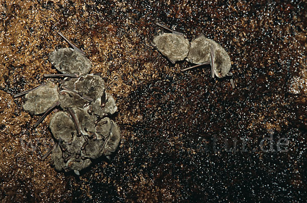 Langfußfledermaus (Myotis capaccinii)